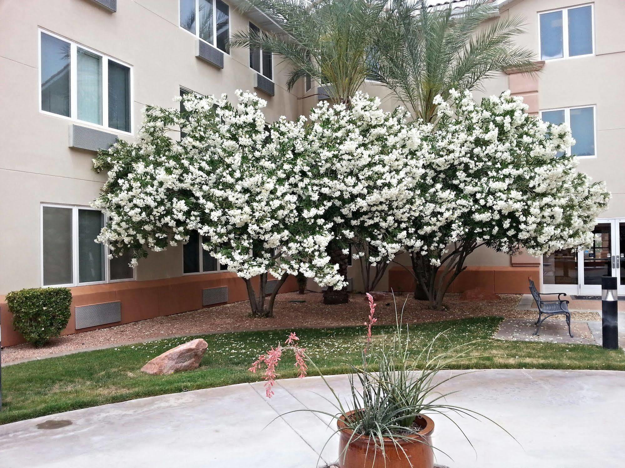 Mojave Edge Hotell Mesquite Eksteriør bilde